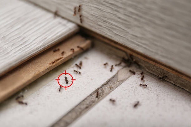 Best Pest Removal Services  in Lost Hills, CA