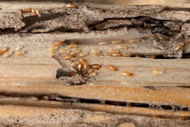 Best Rodent Control Near Me  in Lost Hills, CA