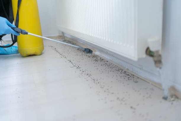 Best Mosquito Control Services  in Lost Hills, CA